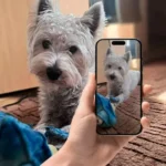 Piesek rasy West, leżący w pokoju, obok ręka trzymająca telefon, na telefonie widać zdjęcie tego pieska sugerujące aby wysłać foto i zamówić taką właśnie figurkę Pupila w Elkapentelka.pl