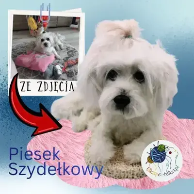 Biały maltańczyk z kitką leży i patrzy na zdjęcie ze swoją własną podobizną.